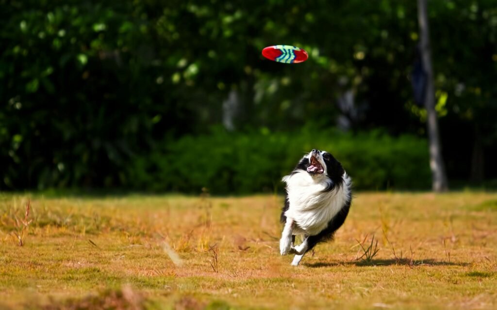pet exercise tips – avoid new pet owner mistakes”
