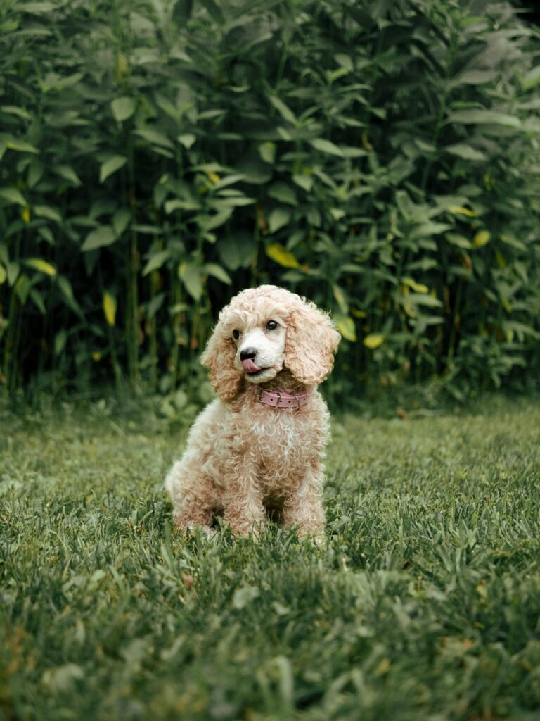 training tips for new pet owners – puppy learning sit command
