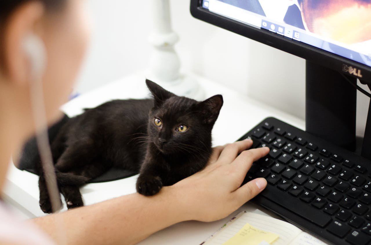 A person is seated at a desk, with a black kitten resting on their arm.  The person's arm is on top of the kitten, and their hand is resting on a black computer keyboard. The kitten is looking towards the camera with its amber eyes. A computer monitor is visible behind the kitten, displaying a colorful image.  The background is a pale, neutral color suggesting an office or home workspace.  White surfaces are visible with white table/desk, as well as a portion of what looks like a document or notepad is to the right. Over-the-ear headphones are visible on the person's head.