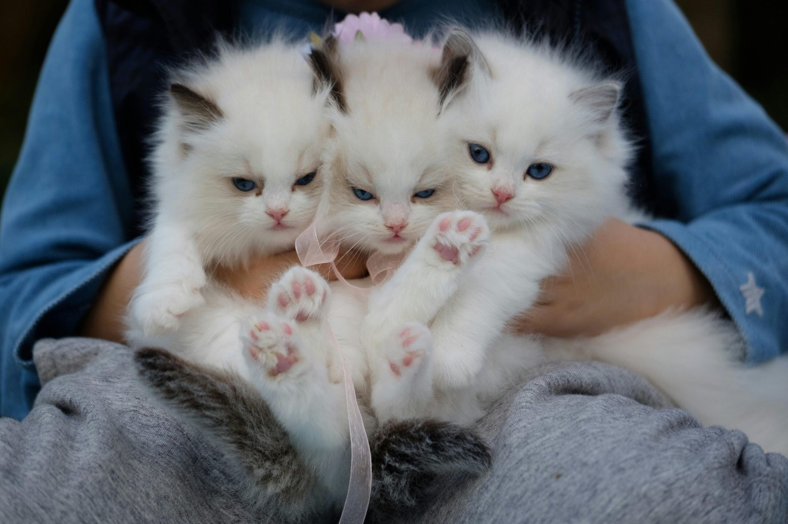 A person holds three playful kittens, showcasing the joy of bonding with pets from the article on cat behavior