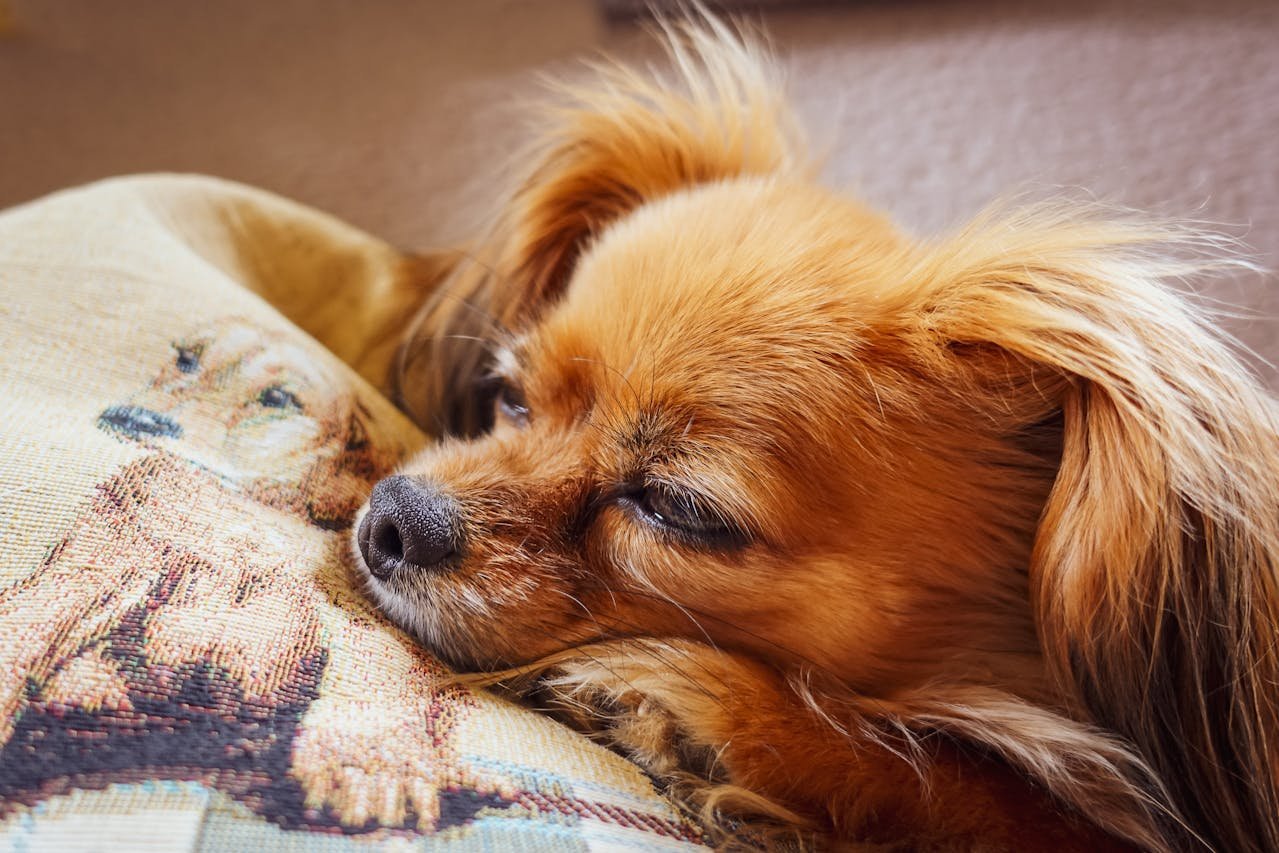 A close-up of a cute brown dog peacefully sleeping on a soft pillow