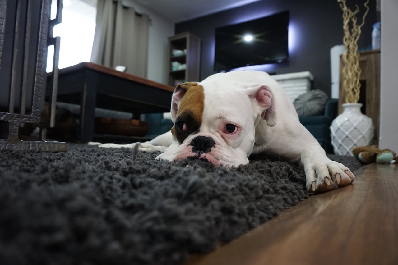 phobia-of-dogs-causes-symptoms-treatment