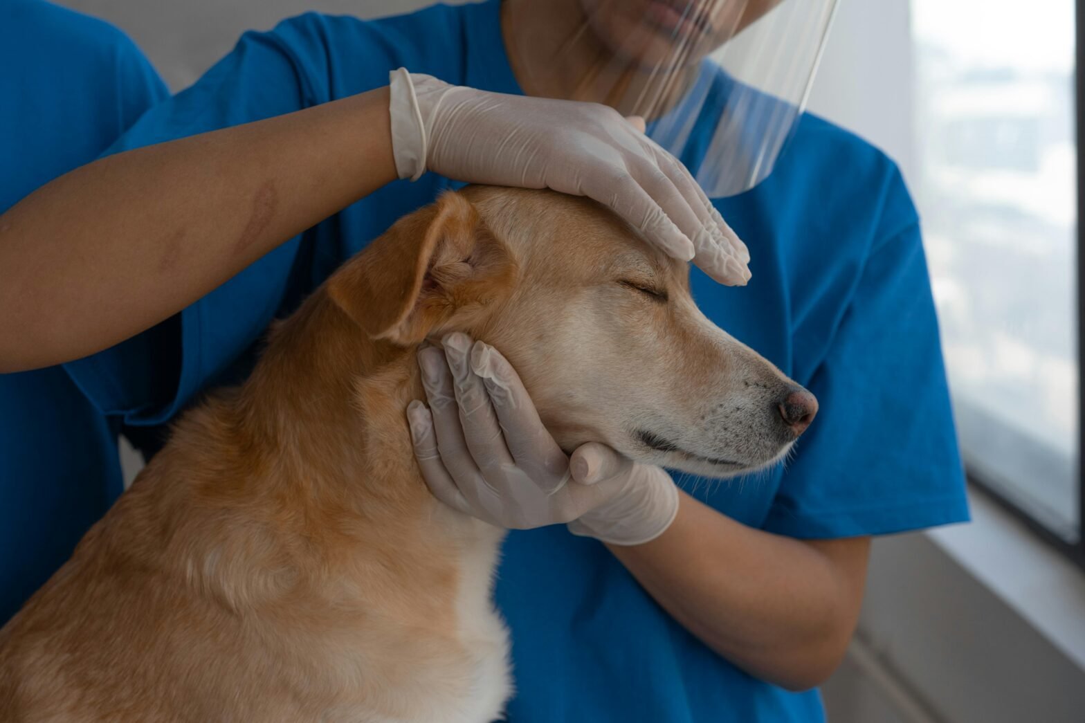 person-in-blue-t-shirt-holding-a-brown-short-coated-dog-