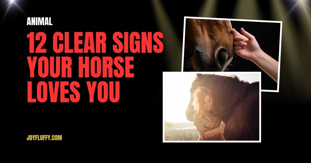Infographic titled "12 Clear Signs Your Horse Loves You," featuring illustrations of affectionate horse behaviors.