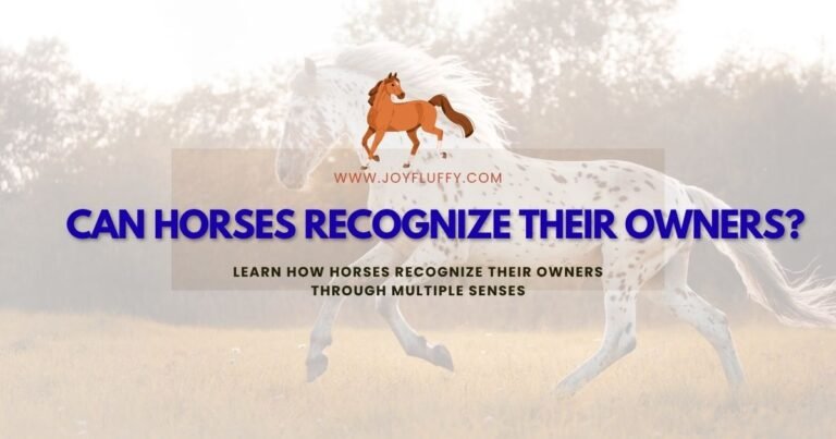 Image illustrating the concept of horses recognizing their owners, with a caption referencing a 2025 study on the topic.