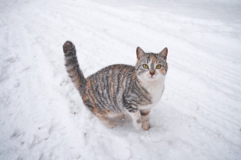 A cat stands in the snow, highlighting the need for winter safety tips to protect pets from cold weather dangers.