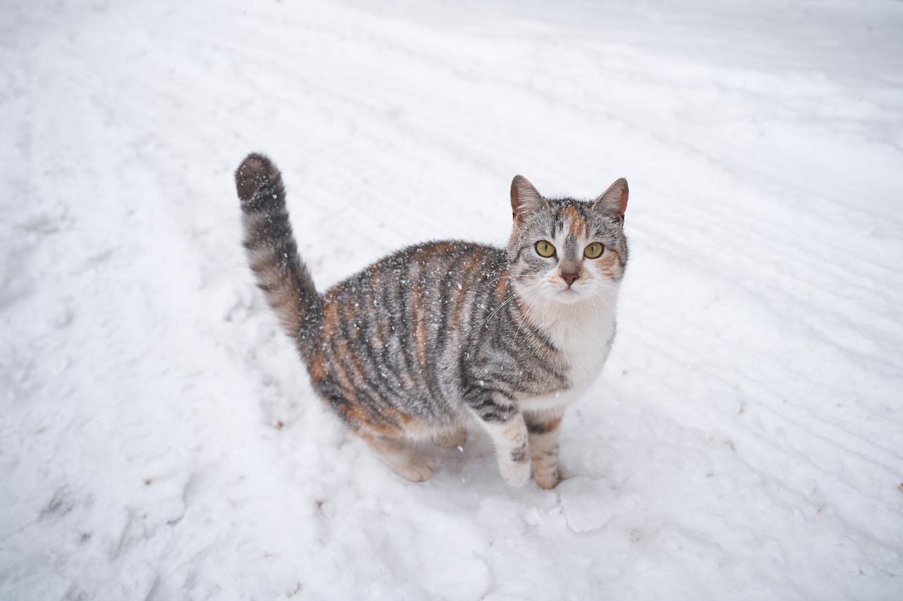 A cat stands in the snow, highlighting the need for winter safety tips to protect pets from cold weather dangers.