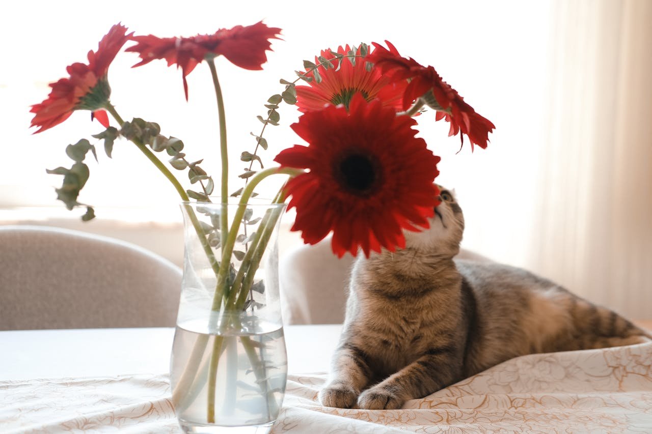 Creating the Perfect Pet-Friendly Home: Room by Room Guide