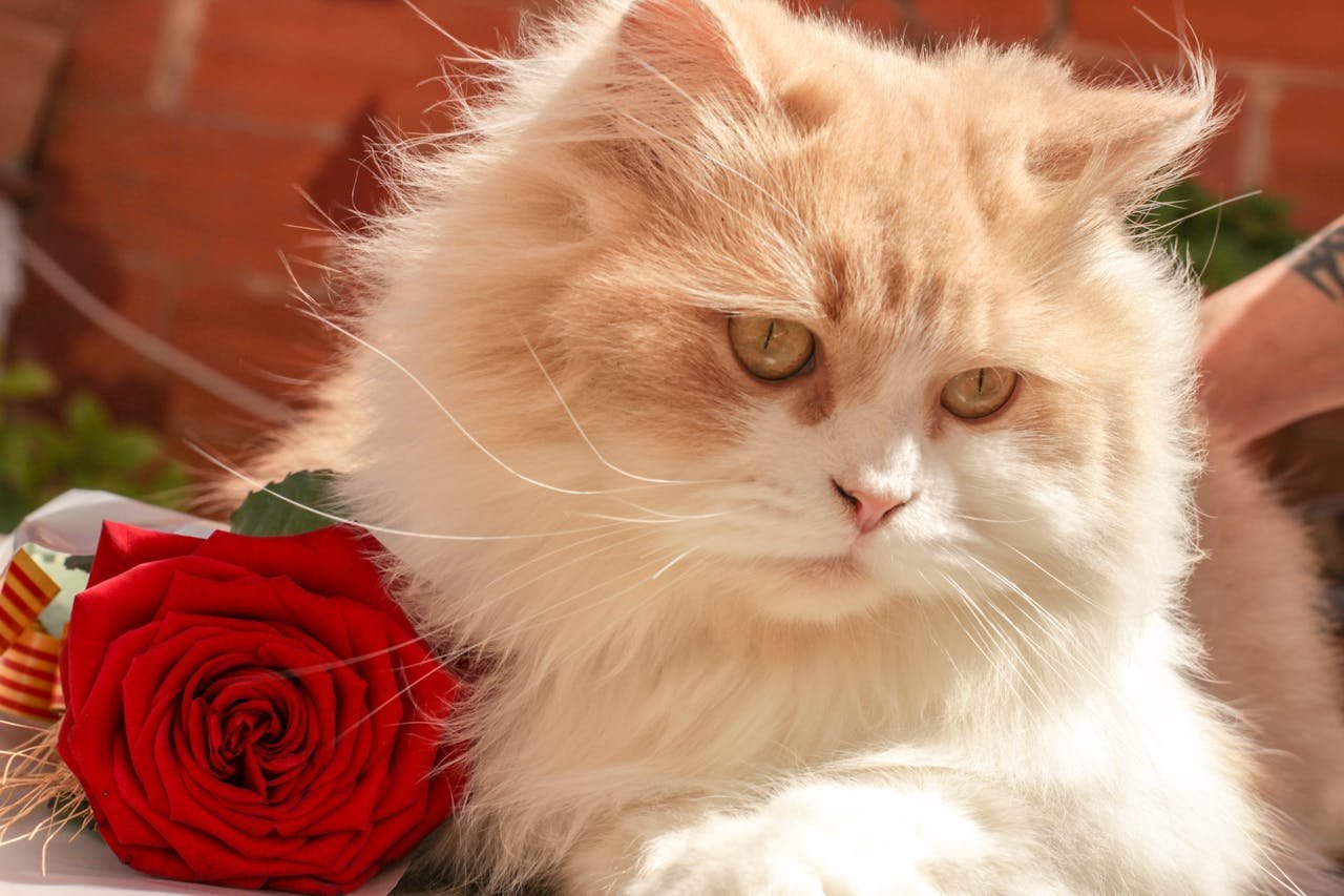 Popular Cats Around the World: Which One Fits Your Lifestyle?