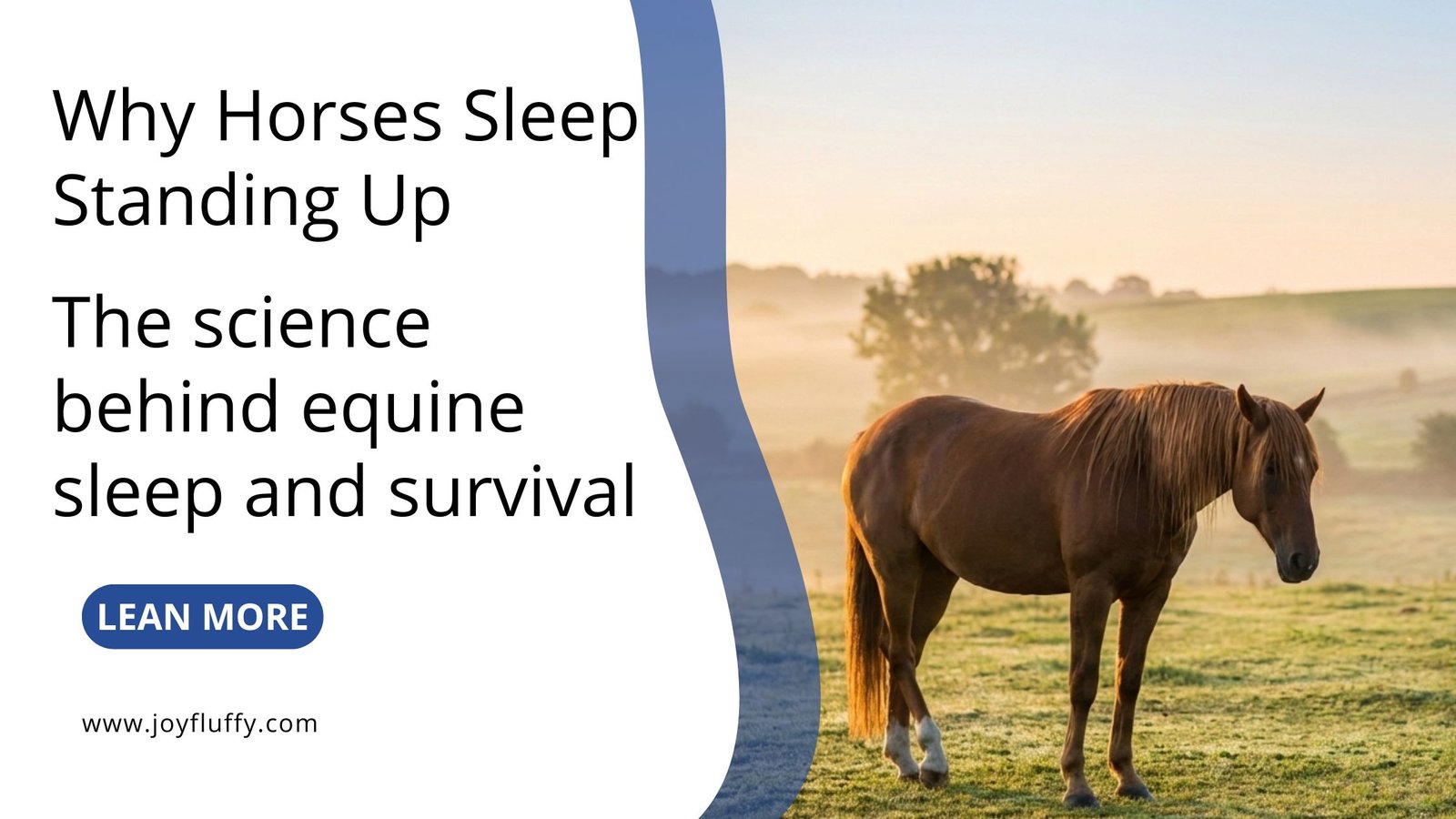 Visual explaining the reasons horses sleep while standing, focusing on the science behind equine sleep and survival strategies.